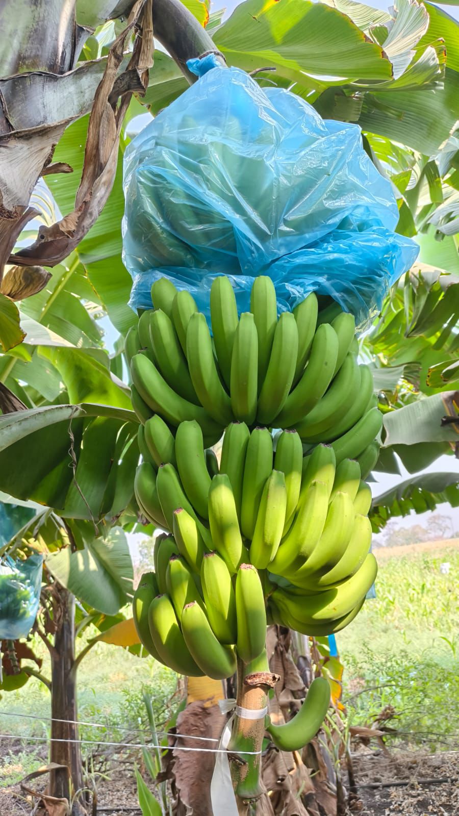 Fresh Bananas