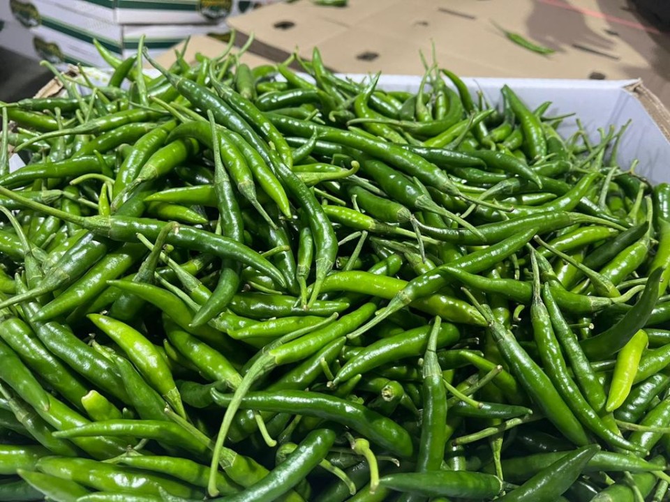 Green chilli export product