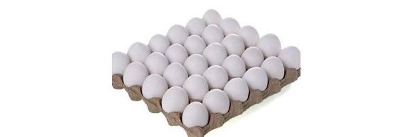 Eggs export product
