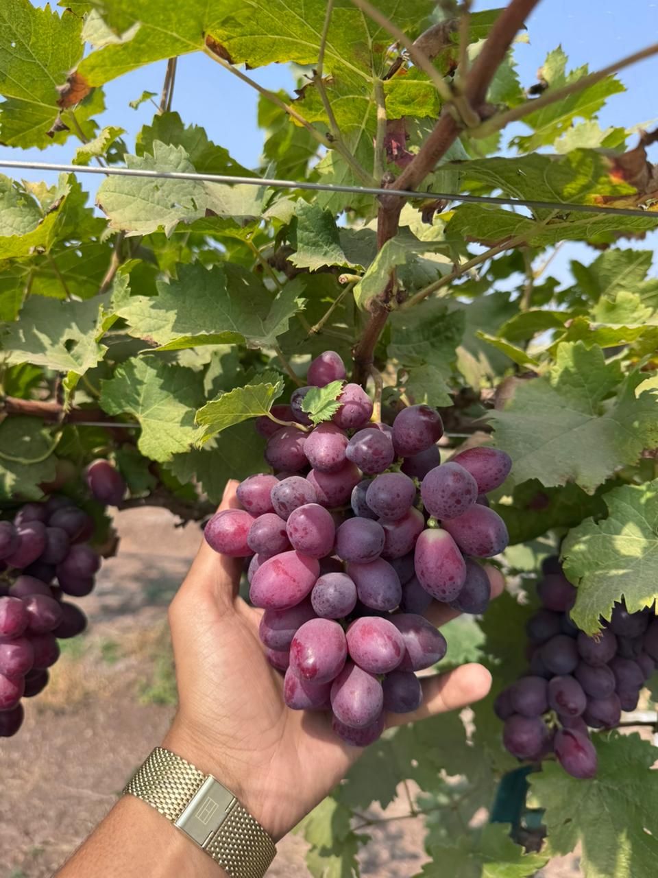 Fresh Grapes Nashik